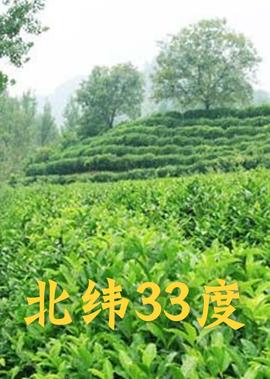 野鸭子电视剧全集完整